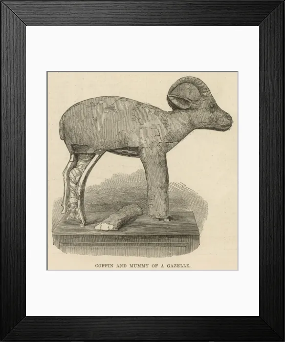 Framed Print : Funerary equipment of Queen Isa-em-Kheb: a mummified gazelle Framed Print : Funerary equipment of Queen Isa-em-Kheb: a mummified gazelle