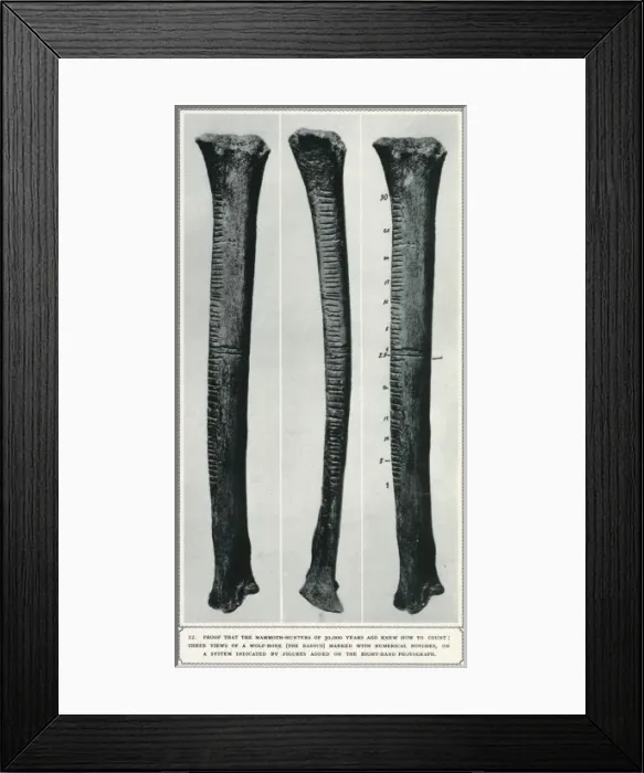Framed Print : Three views of a wolf bone excavated at Vestonice Framed Print : Three views of a wolf bone excavated at Vestonice
