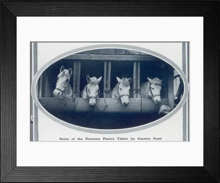 Framed Print : Ponies of the Scott Polar Expedition