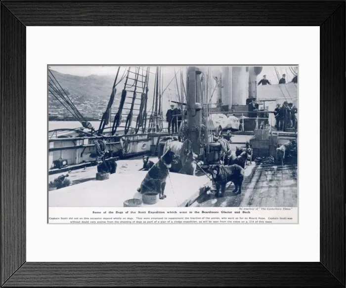 Framed Print : Some of the dogs of the Scott expedition