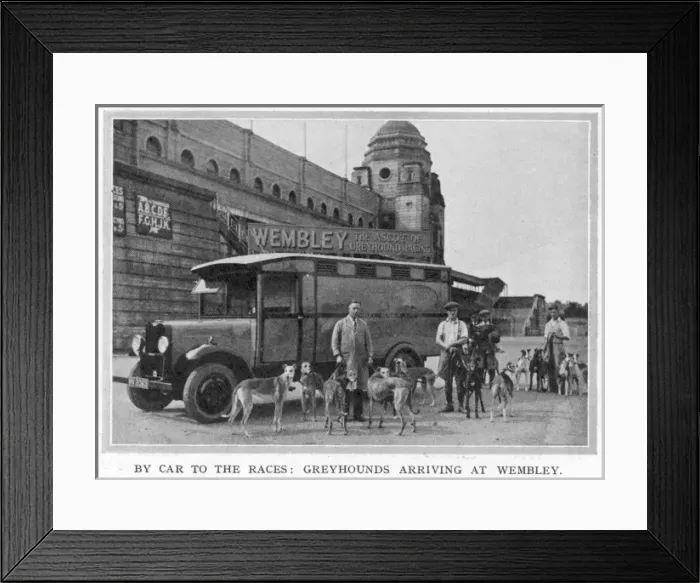Framed Print : Greyhounds arriving at Wembley by car Framed Print : Greyhounds arriving at Wembley by car