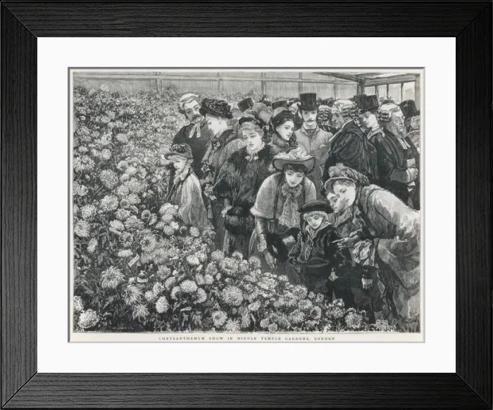Framed Print : Chrysanthemum show