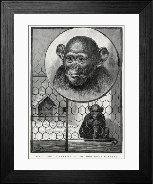 Framed Print : Sally, chimpanzee at Zoological Gardens arriving at in October 1883 as a small infant