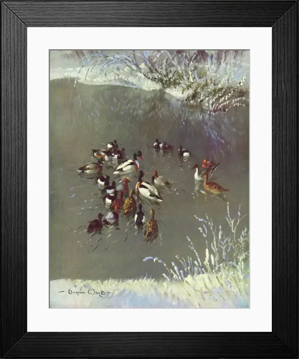 Framed Print : Winter Plumage by Vernon Ward