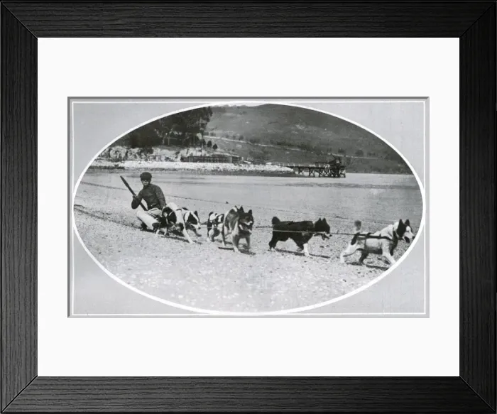 Framed Print : Exercising dogs in New Zealand prior to Scott Polar Expediti Framed Print : Exercising dogs in New Zealand prior to Scott Polar Expediti