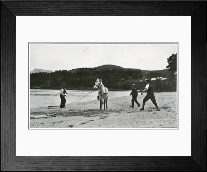 Framed Print : Breaking in ponies for the Scott Polar Expedition Framed Print : Breaking in ponies for the Scott Polar Expedition
