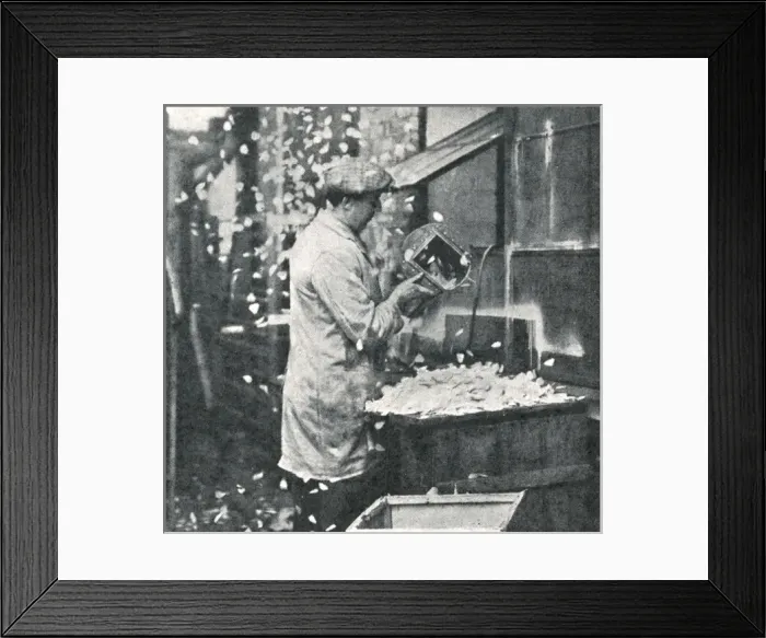 Framed Print : Royal Wedding 1934 - making rose petals Framed Print : Royal Wedding 1934 - making rose petals