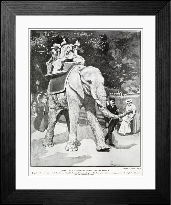 Framed Print : Jingo the Zoo Elephant Goes to America 1903 Framed Print : Jingo the Zoo Elephant Goes to America 1903