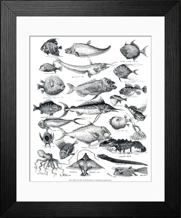 Framed Print : Odd fish by Louis Wain Framed Print : Odd fish by Louis Wain