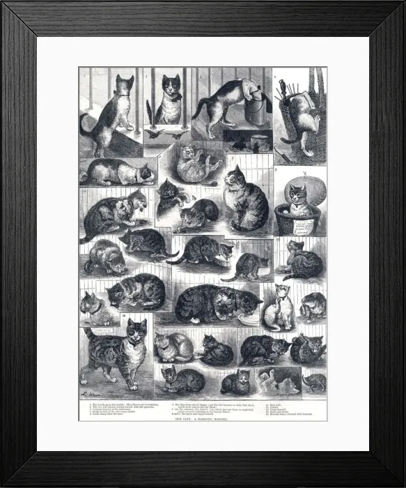 Framed Print : Our Cats: a domestic history by Louis Wain Framed Print : Our Cats: a domestic history by Louis Wain