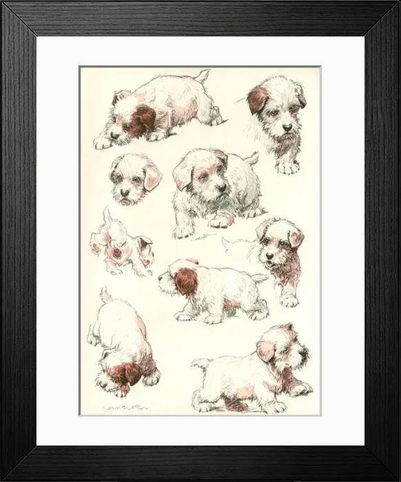 Framed Print : Sealyham Terrier Puppies