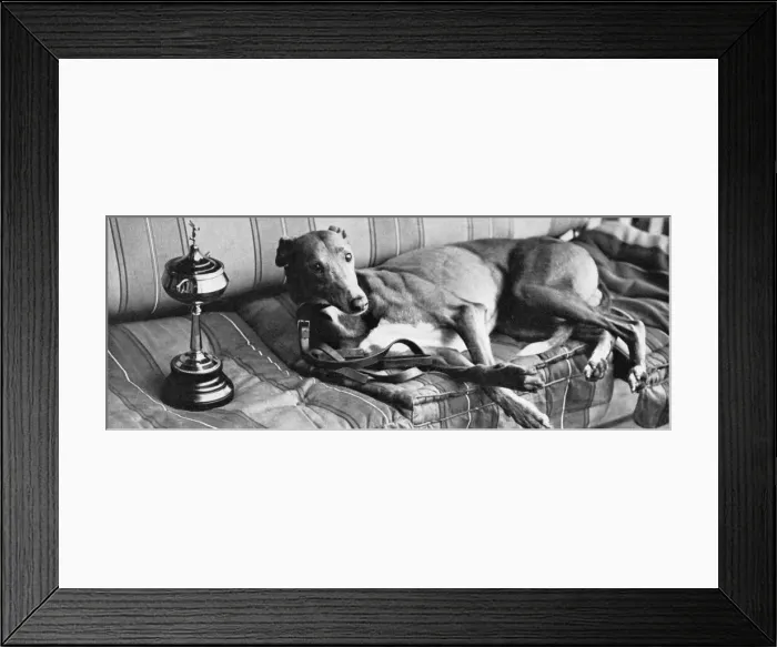 Framed Print : Mick the Miller Framed Print : Mick the Miller