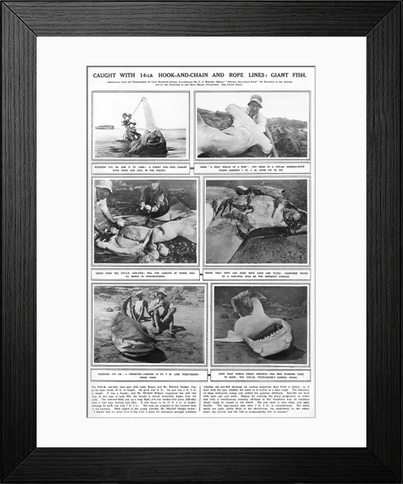 Framed Print : Explorer Sealife Giant Fish Corpse Pregnant Saw Framed Print : Explorer Sealife Giant Fish Corpse Pregnant Saw