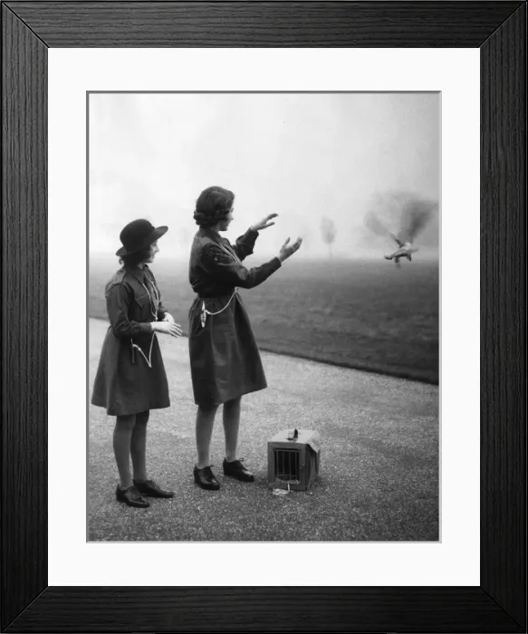 Framed Print : Princess Elizabeth uses the Pigeon Post Framed Print : Princess Elizabeth uses the Pigeon Post