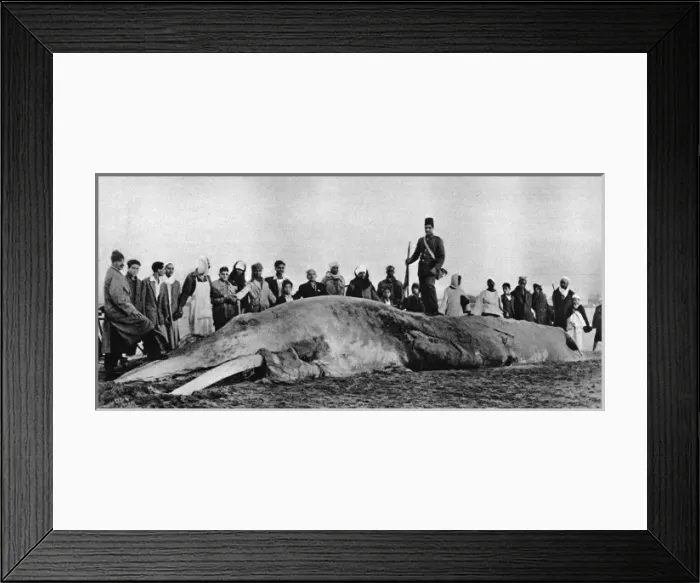 Framed Print : Decomposing whale carcass Framed Print : Decomposing whale carcass