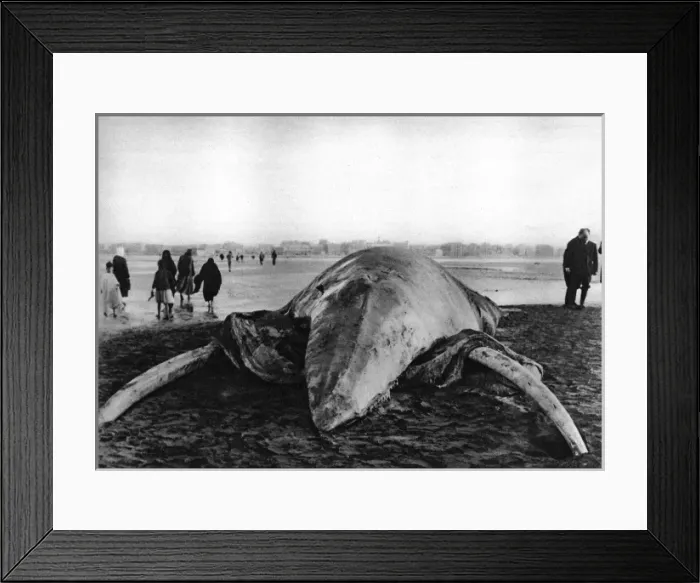 Framed Print : Decomposing whale carcass Framed Print : Decomposing whale carcass
