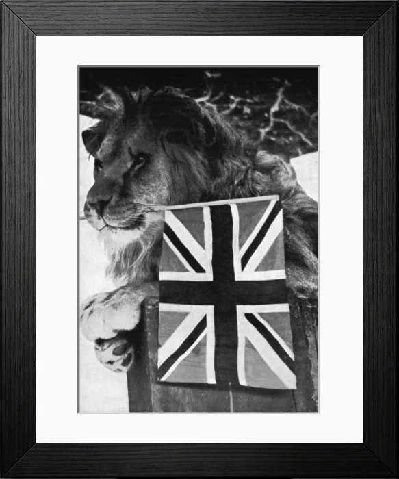 Framed Print : Lion holds Union Jack Framed Print : Lion holds Union Jack
