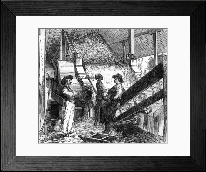 Framed Print : Processing sugar cane, 1877 Framed Print : Processing sugar cane, 1877