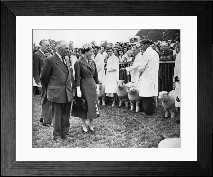 Framed Print : The Queen inspects prizewinning sheep Framed Print : The Queen inspects prizewinning sheep