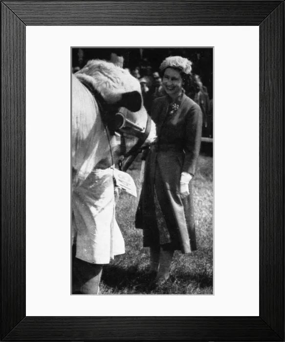 Framed Print : Queen Elizabeth II inspecting a cattle champion, 1957