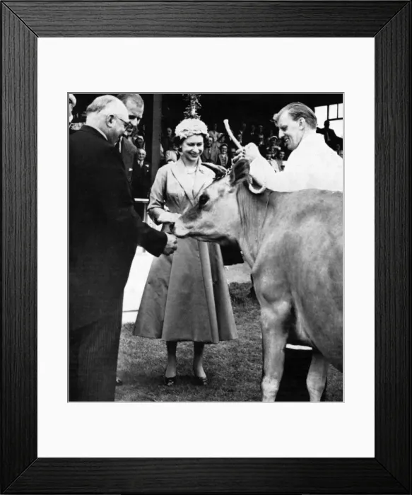 Framed Print : Queen Elizabeth II receiving the gift of a cow, 1957 Framed Print : Queen Elizabeth II receiving the gift of a cow, 1957