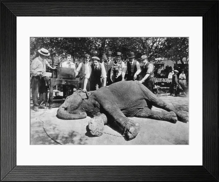 Framed Print : X-ray of elephant to locate a diamond ring Framed Print : X-ray of elephant to locate a diamond ring