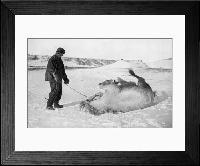 Framed Print : Scott Polar Expedition 1910 - 1912 - ponies Framed Print : Scott Polar Expedition 1910 - 1912 - ponies
