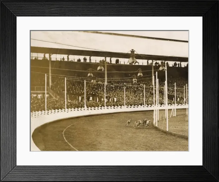 Framed Print : Greyhound racing Framed Print : Greyhound racing