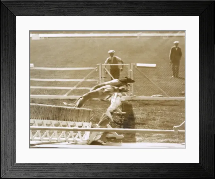 Framed Print : Greyhound racing Framed Print : Greyhound racing