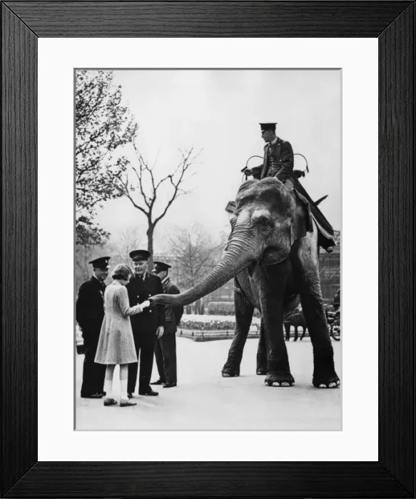 Framed Print : Queen Elizabeth II feeds elephants at London Zoo Framed Print : Queen Elizabeth II feeds elephants at London Zoo