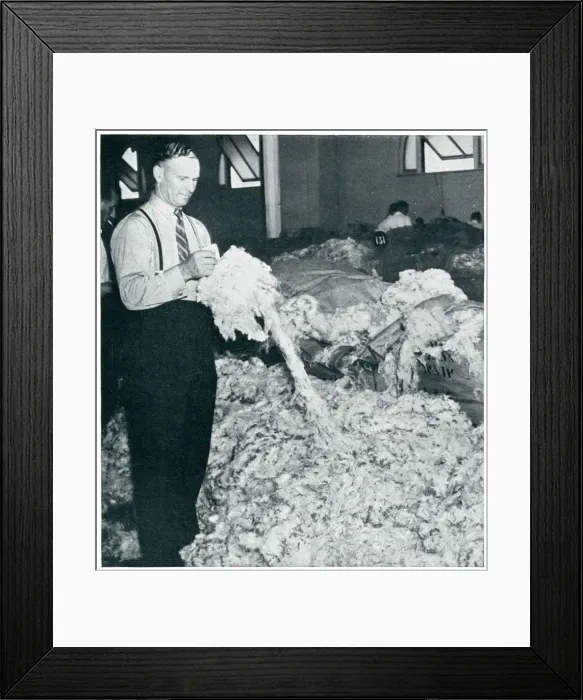 Framed Print : Entire wool clip from Australia bound for Britain 1939 Framed Print : Entire wool clip from Australia bound for Britain 1939