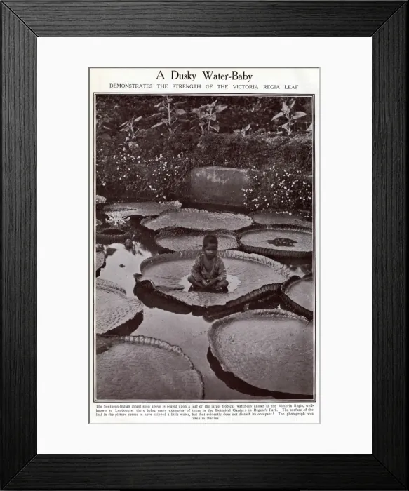 Framed Print : Indian boy sitting on Victoria Regia water lily leaf Framed Print : Indian boy sitting on Victoria Regia water lily leaf