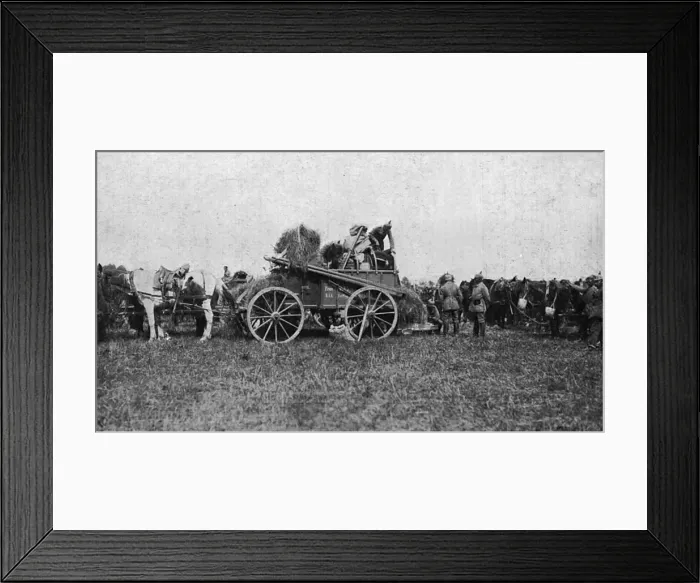 Framed Print : Fodder for German cavalry horses Framed Print : Fodder for German cavalry horses