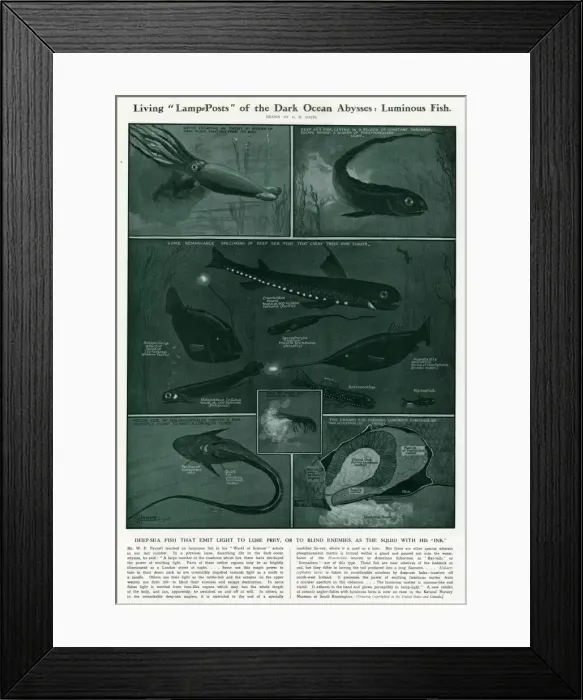 Framed Print : Luminous Deep-Sea Fish by G H Davis Framed Print : Luminous Deep-Sea Fish by G H Davis