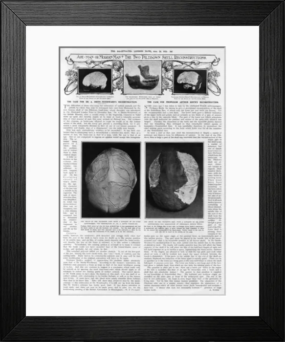 Framed Print : Piltdown Man: brain capacity compared Framed Print : Piltdown Man: brain capacity compared
