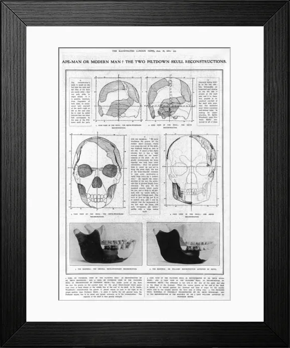 Framed Print : Piltdown Man: mandible and skull compared Framed Print : Piltdown Man: mandible and skull compared
