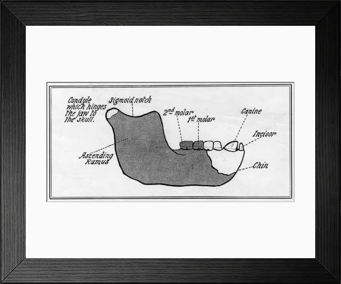 Framed Print : The Piltdown jaw: a reconstruction by W. P Pycraft Framed Print : The Piltdown jaw: a reconstruction by W. P Pycraft