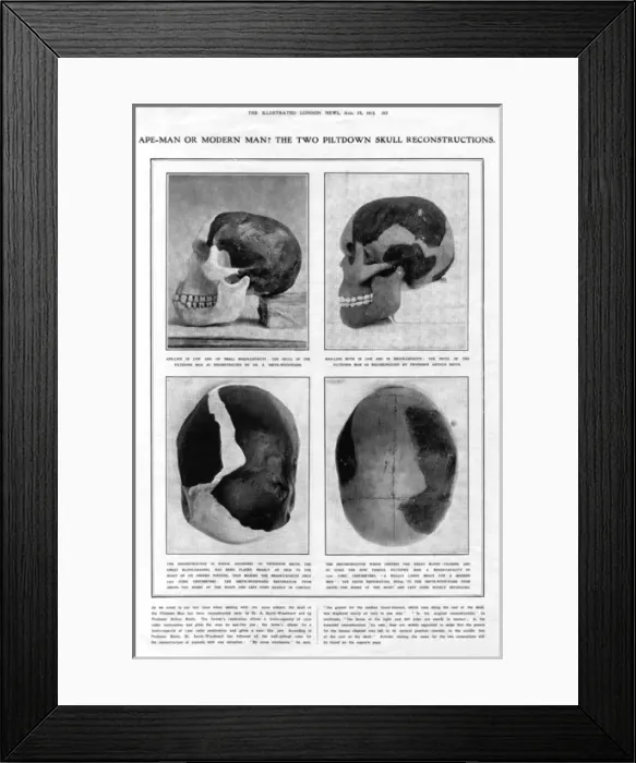 Framed Print : Piltdown Man: reconstructed skulls compared Framed Print : Piltdown Man: reconstructed skulls compared