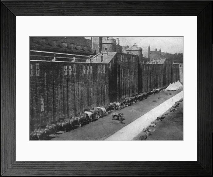 Framed Print : Horses at Tower of London 1914