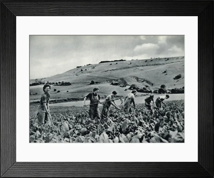 Framed Print : Land girls in training 1939 Framed Print : Land girls in training 1939