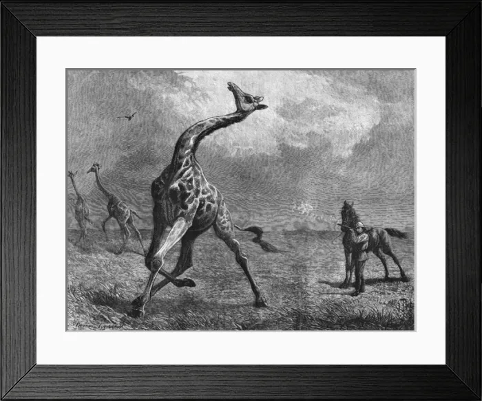Framed Print : Hunting giraffe