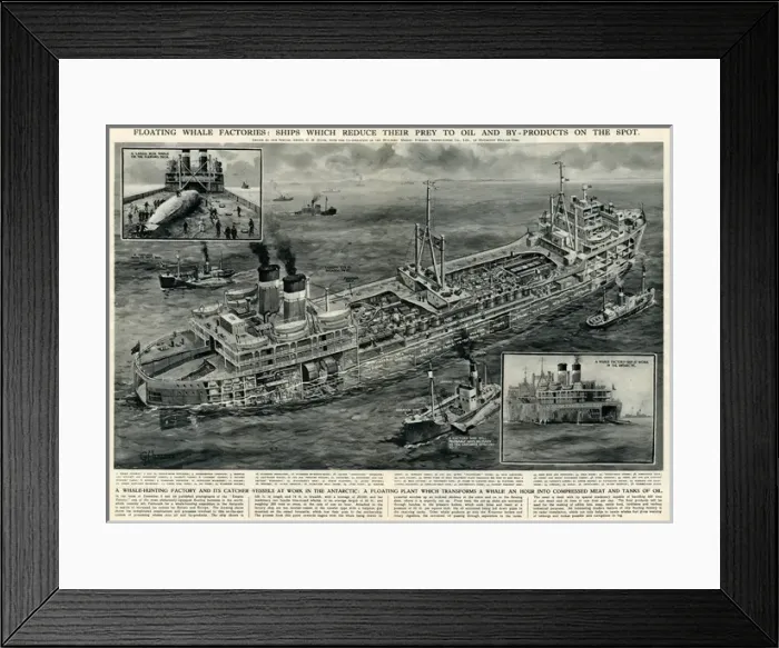 Framed Print : Whale hunting vessel and factory by G. H. Davis