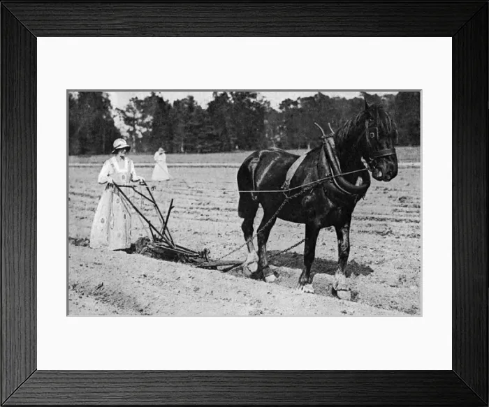 Framed Print : Lady Drogheda as a plough girl, World War One Framed Print : Lady Drogheda as a plough girl, World War One