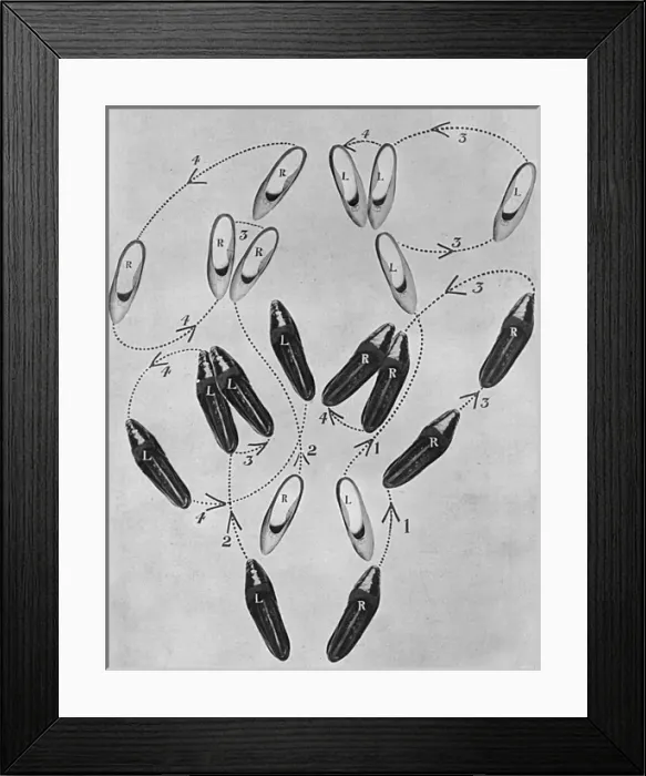 Framed Print : Tango craze: a tango tangle, 1913
