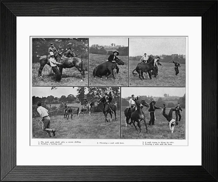 Framed Print : Taming Vicious War Mules, WW1