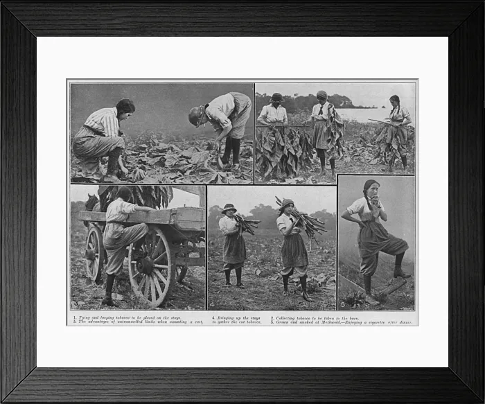 Framed Print : Women working on a tobacco farm, Norfolk, WW1 Framed Print : Women working on a tobacco farm, Norfolk, WW1