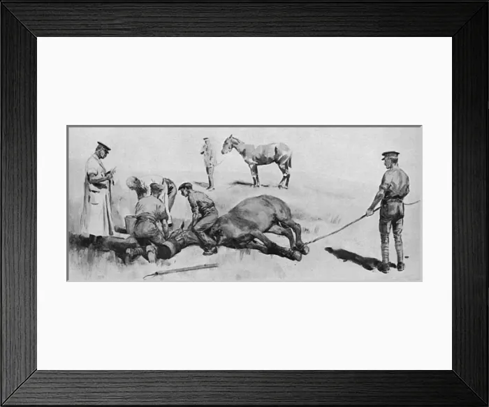 Framed Print : Horse having operation under chloroform, WW1 Framed Print : Horse having operation under chloroform, WW1