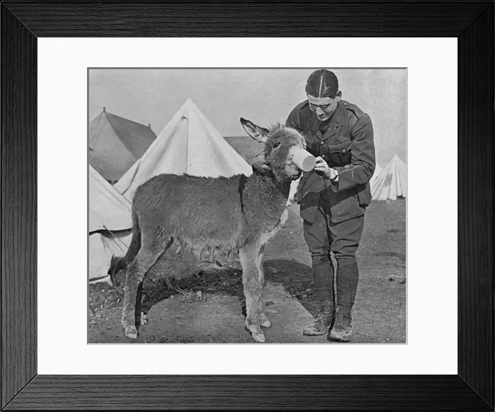 Framed Print : A Mascot in Salonika, WW1 Framed Print : A Mascot in Salonika, WW1