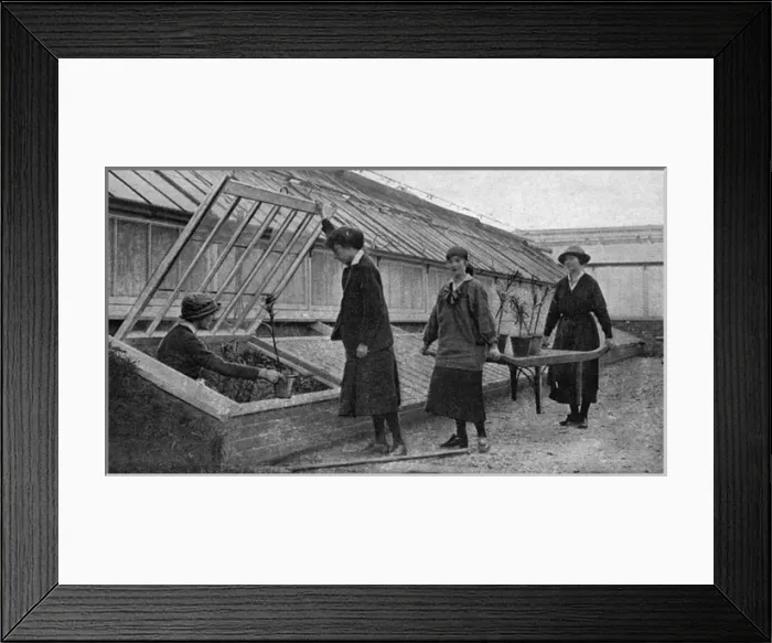 Framed Print : Women working in the hothouses at Windsor, WW1 Framed Print : Women working in the hothouses at Windsor, WW1