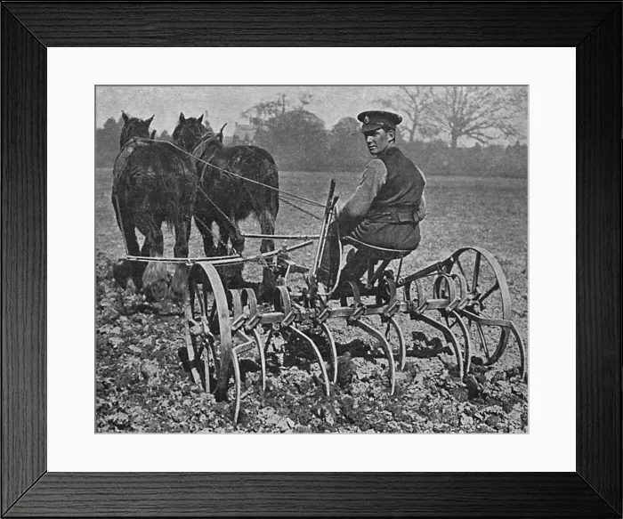 Framed Print : British soldier working on the land, WW1 Framed Print : British soldier working on the land, WW1